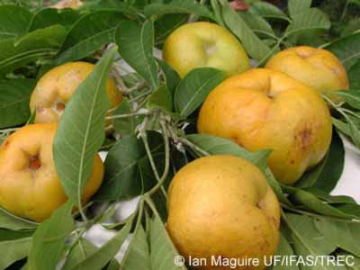              Fruit (© Ian Maguire UF/IFAS/TREC)       